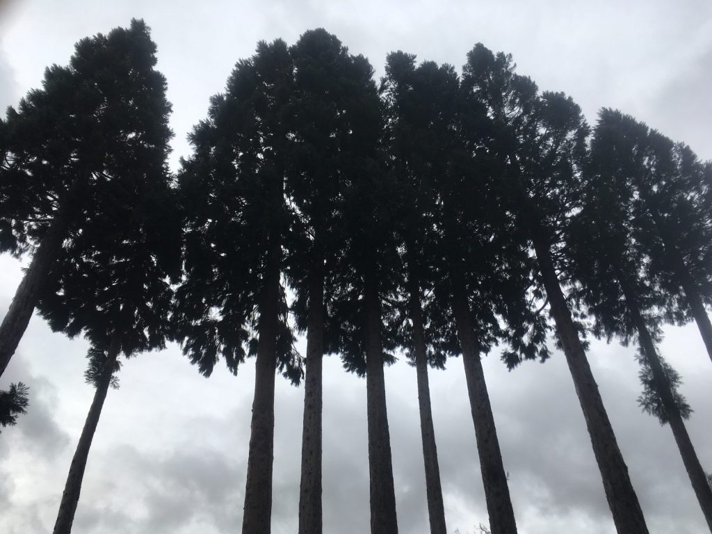 verdi-tall-trees-scaled